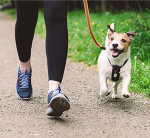 Dog walking alongside owner