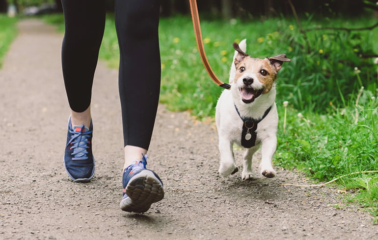 Dog walking with owner